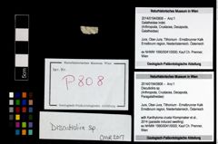 Foto (Objekt + Etikett) von Discutiolira sp.  (NHMW-GEO-2014-0194-0808)
